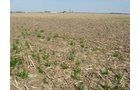 Property photo 32 - 172 Acres Offered in 3 Tracts - Prime Farmland